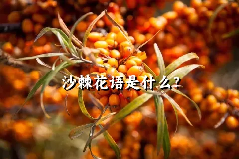 沙棘花语是什么？