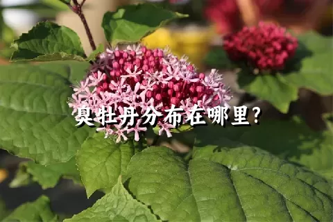 臭牡丹分布在哪里?