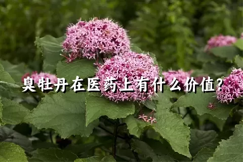 臭牡丹在医药上有什么价值？