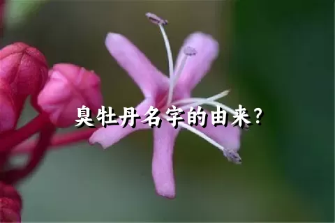 臭牡丹名字的由来？