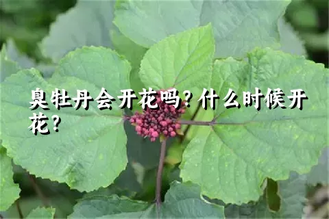 臭牡丹会开花吗？什么时候开花？