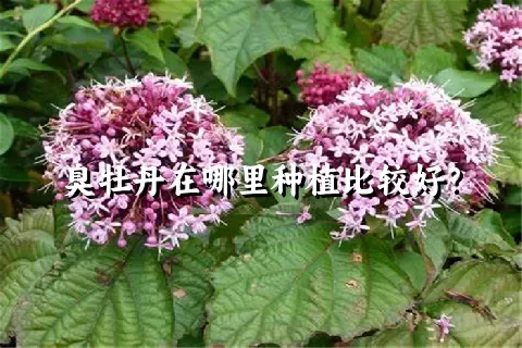 臭牡丹在哪里种植比较好？