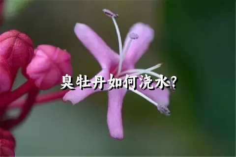 臭牡丹如何浇水？