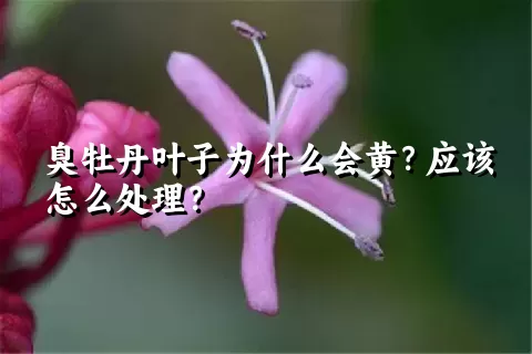 臭牡丹叶子为什么会黄？应该怎么处理？