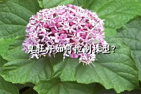 臭牡丹如何控制株型？