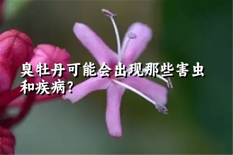 臭牡丹可能会出现那些害虫和疾病？