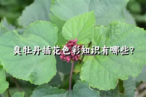 臭牡丹插花色彩知识有哪些？