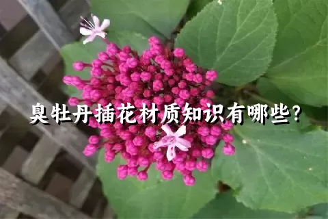 臭牡丹插花材质知识有哪些？