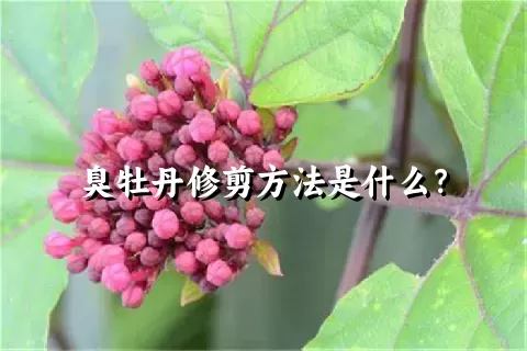 臭牡丹修剪方法是什么？