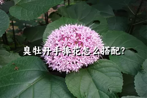 臭牡丹手捧花怎么搭配？