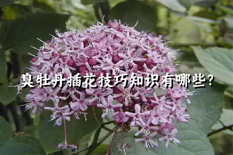 臭牡丹插花技巧知识有哪些？