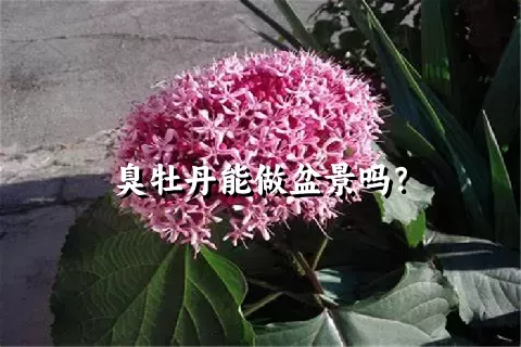 臭牡丹能做盆景吗？