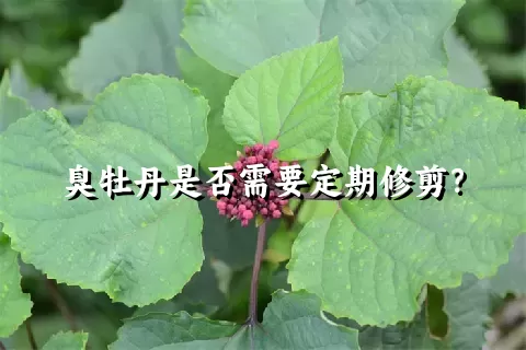 臭牡丹是否需要定期修剪？