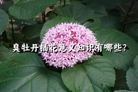 臭牡丹插花意义知识有哪些？