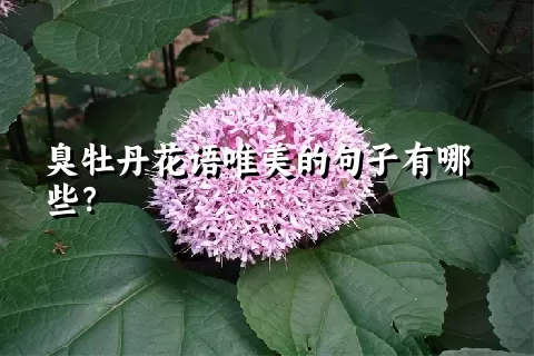 臭牡丹花语唯美的句子有哪些？