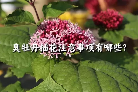 臭牡丹插花注意事项有哪些？