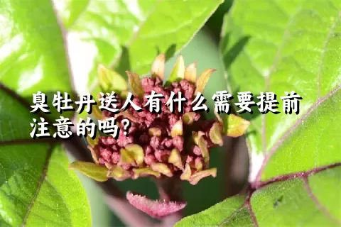 臭牡丹送人有什么需要提前注意的吗？