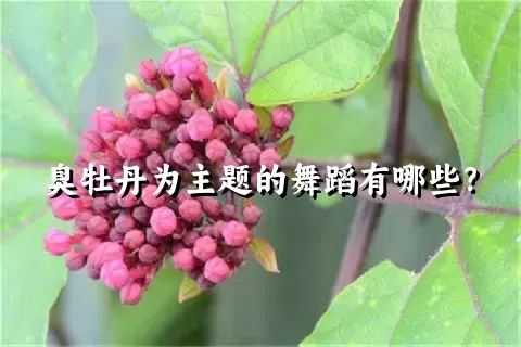 臭牡丹为主题的舞蹈有哪些？