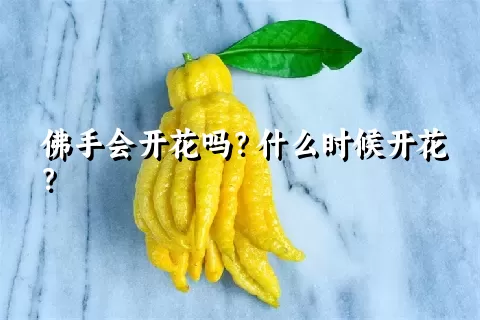 佛手会开花吗？什么时候开花？