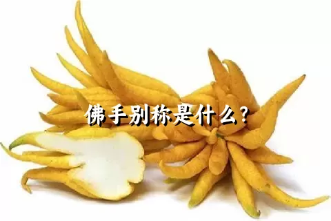 佛手别称是什么？