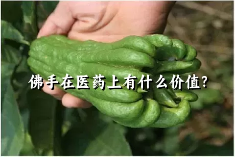 佛手在医药上有什么价值？