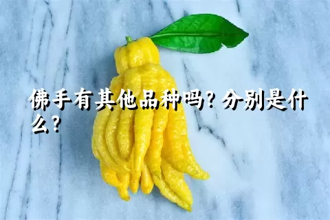 佛手有其他品种吗？分别是什么？