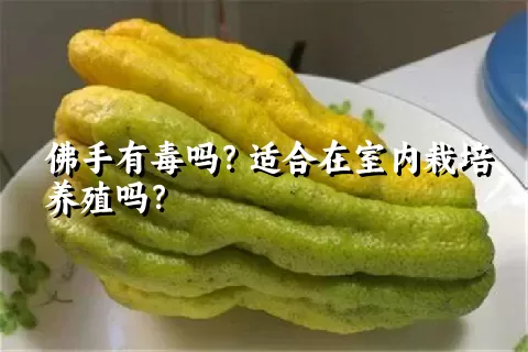 佛手有毒吗？适合在室内栽培养殖吗？