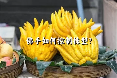 佛手如何控制株型？