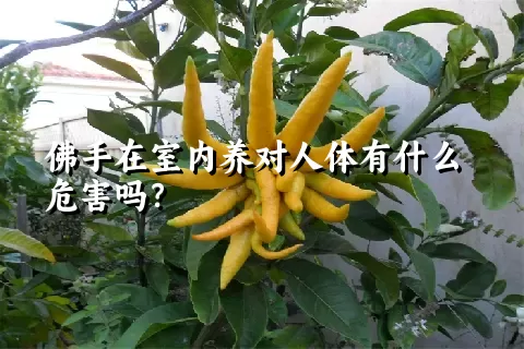 佛手在室内养对人体有什么危害吗？