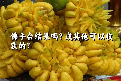 佛手会结果吗？或其他可以收获的？