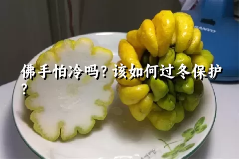 佛手怕冷吗？该如何过冬保护？