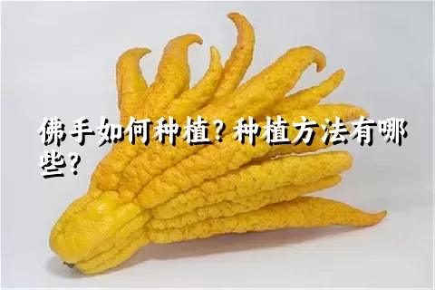 佛手如何种植？种植方法有哪些？