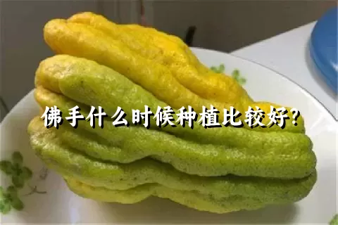 佛手什么时候种植比较好？