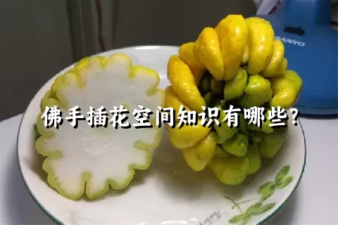 佛手插花空间知识有哪些？