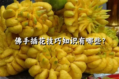 佛手插花技巧知识有哪些？