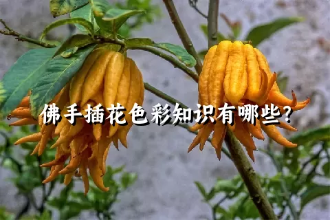 佛手插花色彩知识有哪些？