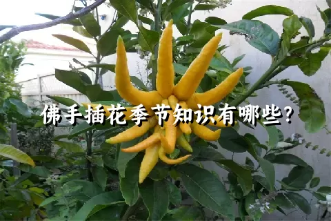 佛手插花季节知识有哪些？