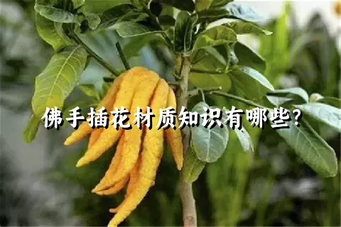 佛手插花材质知识有哪些？