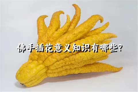 佛手插花意义知识有哪些？