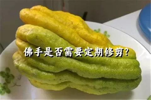 佛手是否需要定期修剪？