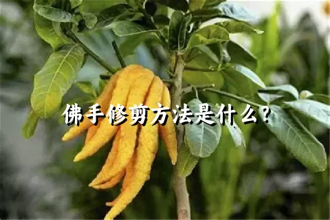 佛手修剪方法是什么？