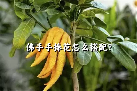 佛手手捧花怎么搭配？