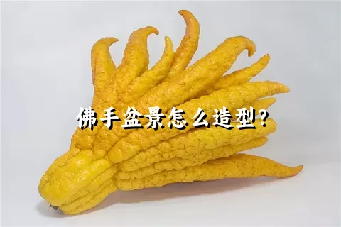 佛手盆景怎么造型？