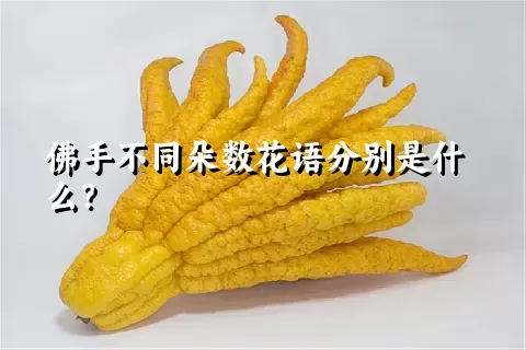 佛手不同朵数花语分别是什么？