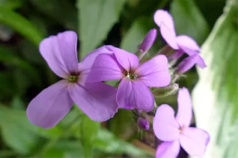 蓝香芥