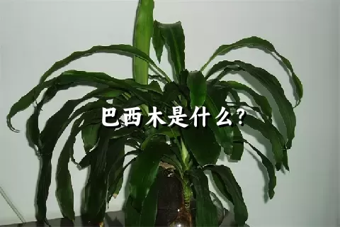 巴西木是什么？