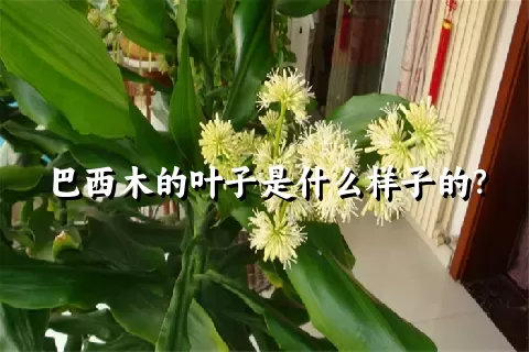 巴西木的叶子是什么样子的？