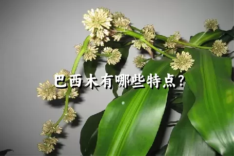 巴西木有哪些特点？