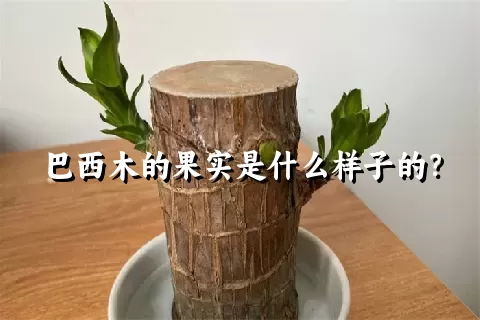 巴西木的果实是什么样子的？