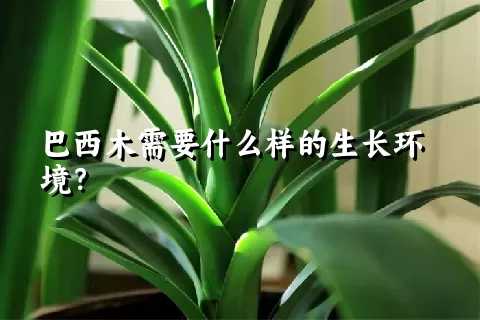 巴西木需要什么样的生长环境？